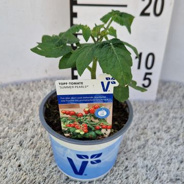 Solanum lycopersicum 'Summerpearls'