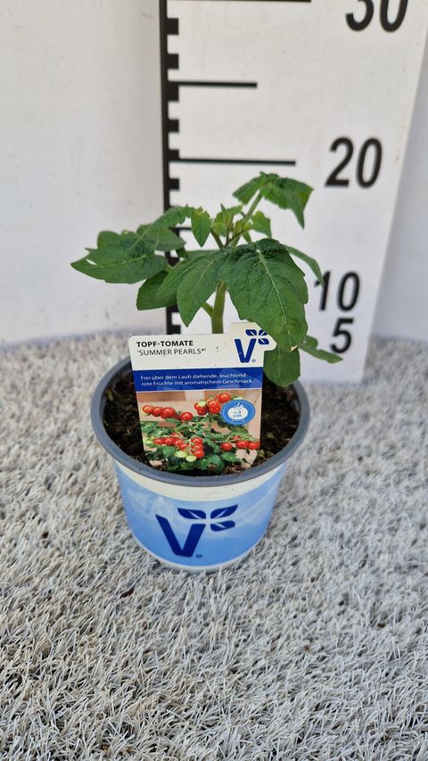 Solanum lycopersicum 'Summerpearls'