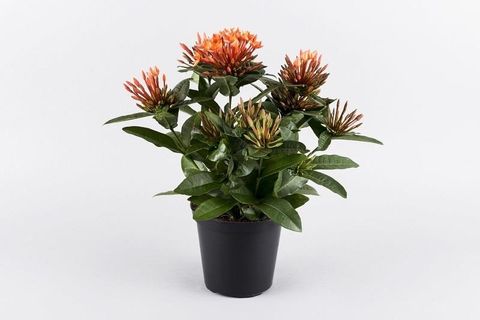 Ixora 'Kontiki'