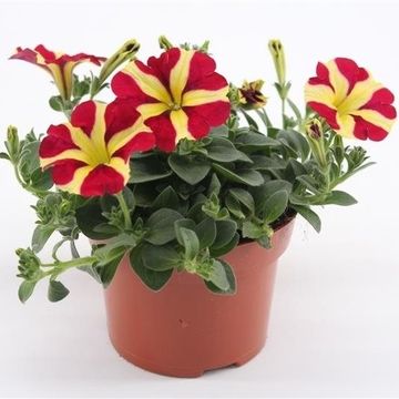 Petunia AMORE QUEEN OF HEARTS
