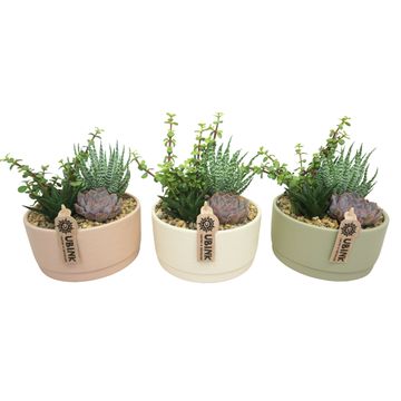 Сукуленти MIX IN POT