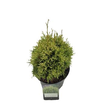 Thuja occidentalis 'Miss Frosty'