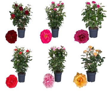Rosa COURTYARD COLLECTION MIX