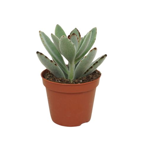 Kalanchoe tomentosa