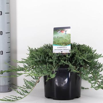 Juniperus horizontalis 'Wiltonii'