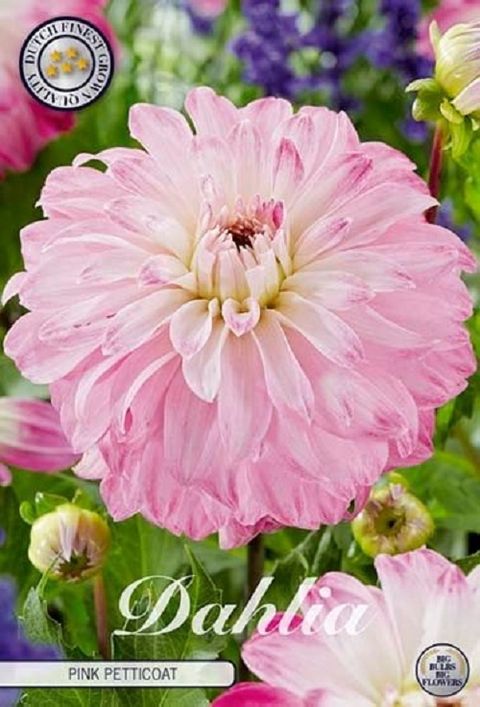 Dahlia 'Pink Petticoat'