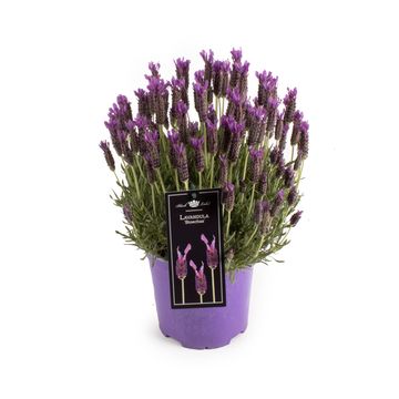 Lavandula stoechas