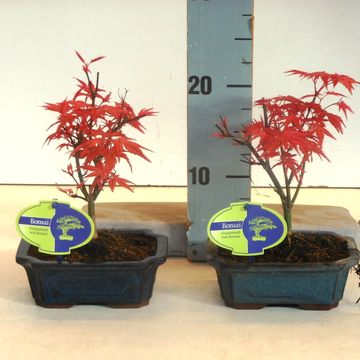 Acer palmatum 'Beni-maiko'