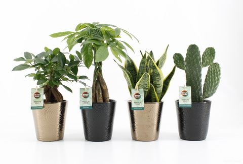 Houseplants MIX