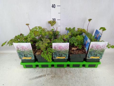 Thalictrum rochebrunnianum