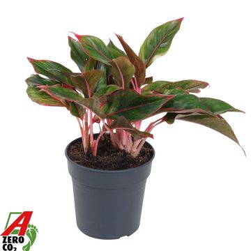 Aglaonema 'Siam Red'