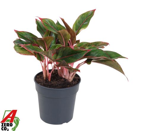 Aglaonema 'Siam Red'
