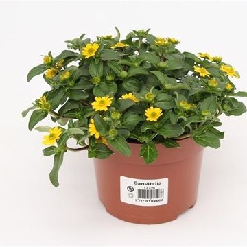 Sanvitalia procumbens