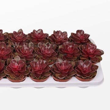 Echeveria 'Red Ruby'