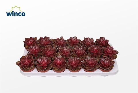 Echeveria 'Red Ruby'
