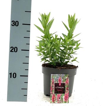 Lythrum salicaria 'Robert'