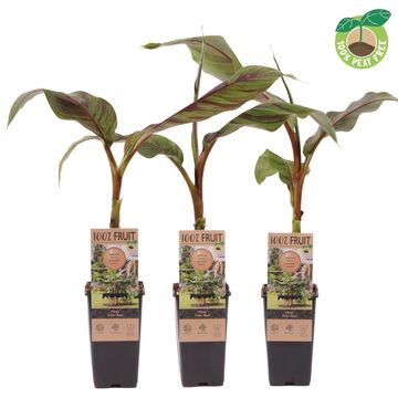 Musa sikkimensis 'Ever Red'