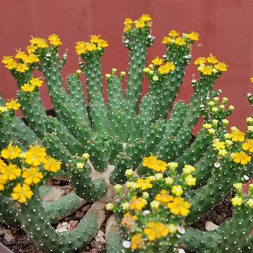 Euphorbia inermis