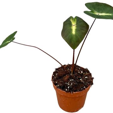 Colocasia esculenta 'Tropical Storm'