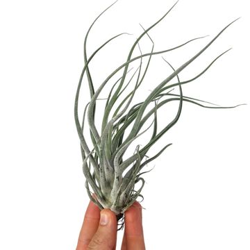 Tillandsia seleriana