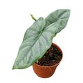 Alocasia heterophylla 'Corazon'