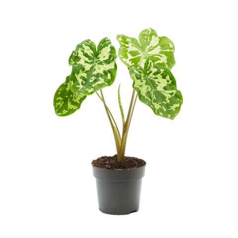 Alocasia 'Hilo Beauty'