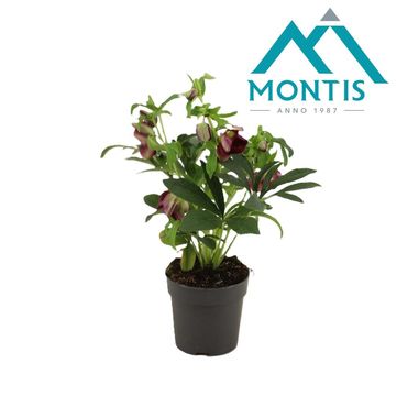 Helleborus orientalis MIX