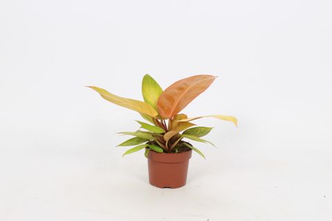 Philodendron 'Prince of Orange'