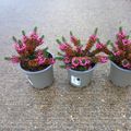 Erica vagans 'Mrs D.F. Maxwell'