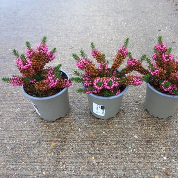Erica vagans 'Mrs D.F. Maxwell'
