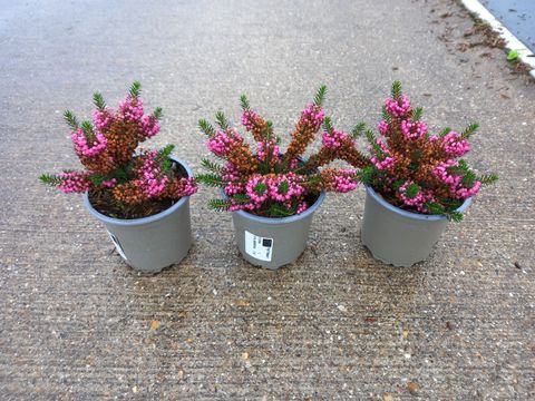 Erica vagans 'Mrs D.F. Maxwell'