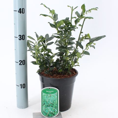 Sarcococca ruscifolia