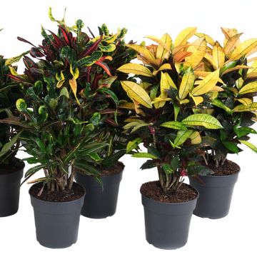 Codiaeum variegatum MIX