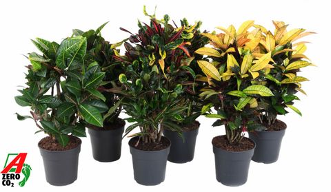 Codiaeum variegatum MIX