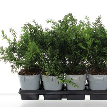 Taxus baccata 'Repandens'