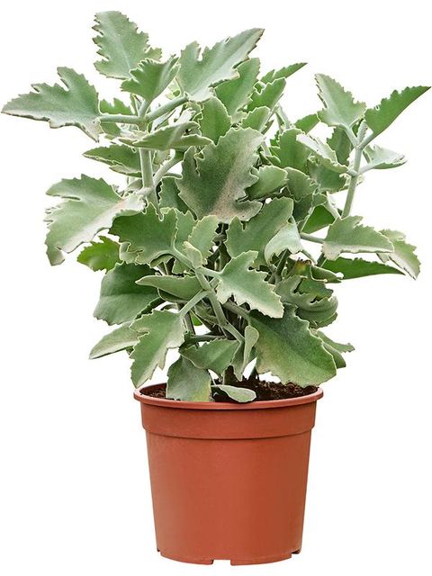 Kalanchoe 'Oak Leaf'