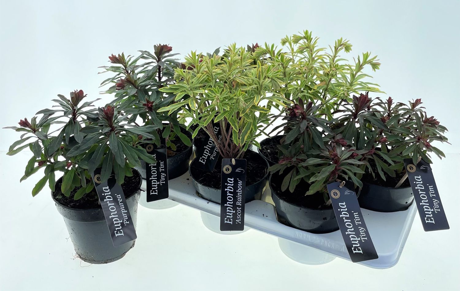 Euphorbia MIX — Plant Wholesale FlorAccess