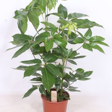 Schefflera actinophylla 'Amate'