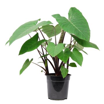 Xanthosoma 'Jungle Bush'