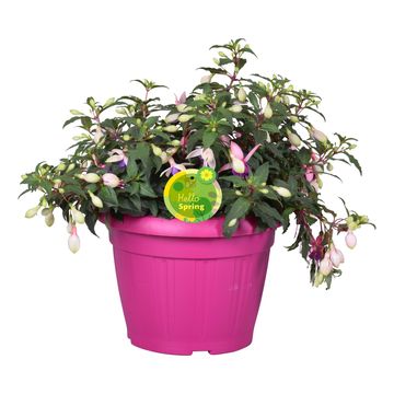 Fuchsia BELLA MIX