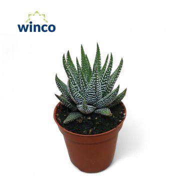 Haworthia fasciata 'Concolor'