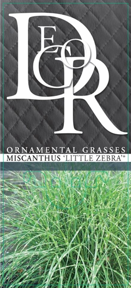 Miscanthus sinensis 'Little Zebra'