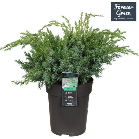 Juniperus squamata 'Blue Swede'