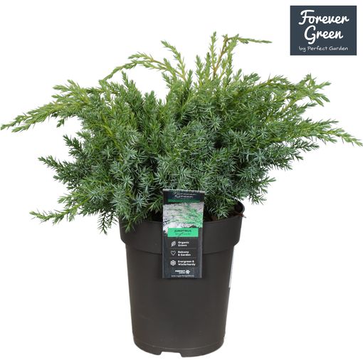 Juniperus squamata 'Blue Swede'