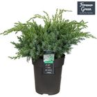 Juniperus squamata 'Blue Swede'