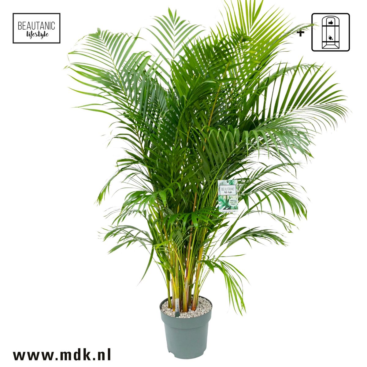 Dypsis lutescens — Plant Wholesale FlorAccess