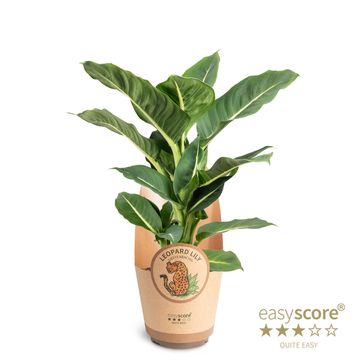 Dieffenbachia 'Green Magic'