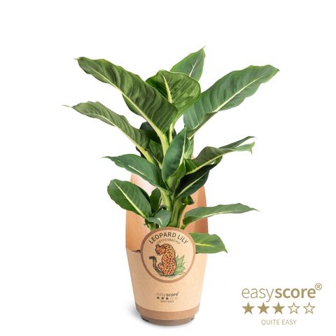 Dieffenbachia 'Green Magic'