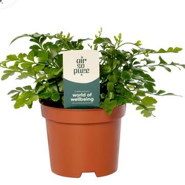 Asplenium 'Parvati'