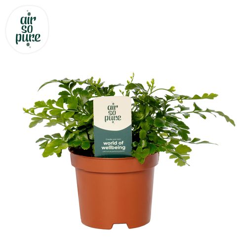 Asplenium 'Parvati'